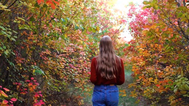 Wonderful slow motion shot of young long hair blonde wandering around looking at colorful leaves in autumn tree forest