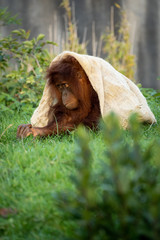 Sulking Orangutan © Andrew