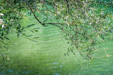 Rivi&egrave;re en Loz&egrave;re,Occitanie.