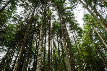 Dense pine forest, the top of a tall pine in Montenegro.The view from the bottom.