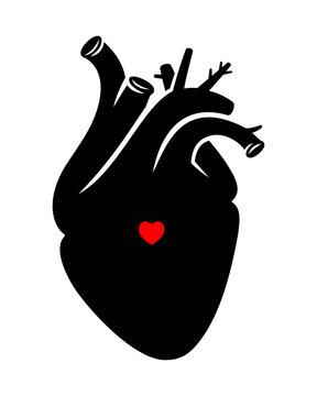 Realistic proportional human vector heart on white