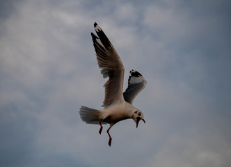 Flocks of flying seagulls at Bangpu recreation center in Thailand hover bird feed from human hand , closeup of seagull selective focus and shallow depth of field