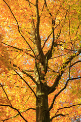 Tree With Orange Leaves During Autumn In Haagse Bos, The Hague, Netherlands