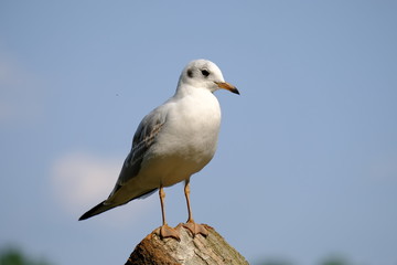 seagull on the beach