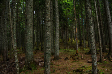 Virgin, dense pine forest, beautiful nature of Montenegro.