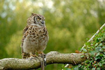 Spotted eagle-owl (Bubo africanus) is a medium-sized species of owl, one of the smallest of the eagle owls