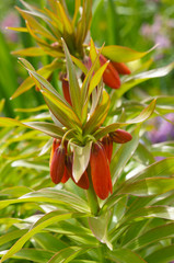  Fritillaria imperialis or crown imperial red flowers