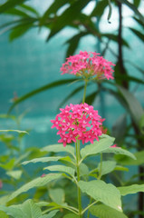 Pentas lanceolata or egyptian star cluster pink flowers