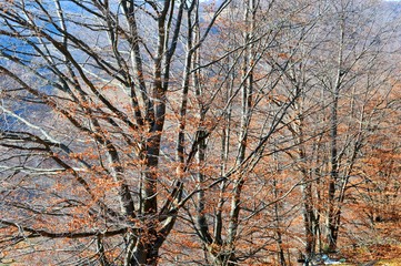 Obraz premium forest in autumn 