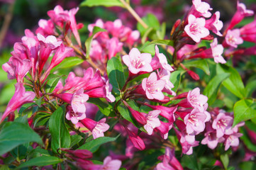 Weigela florida many red pink flowers