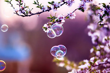 festive beautiful background with flying soap bubbles shimmering in the sun in the spring garden...