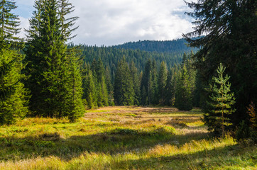 Virgin, dense pine forest, beautiful nature of Montenegro.