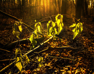 Late autumn in the forest.Frozen leaves in the rays of the sun