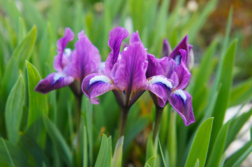 Purple iris flowers with green background 