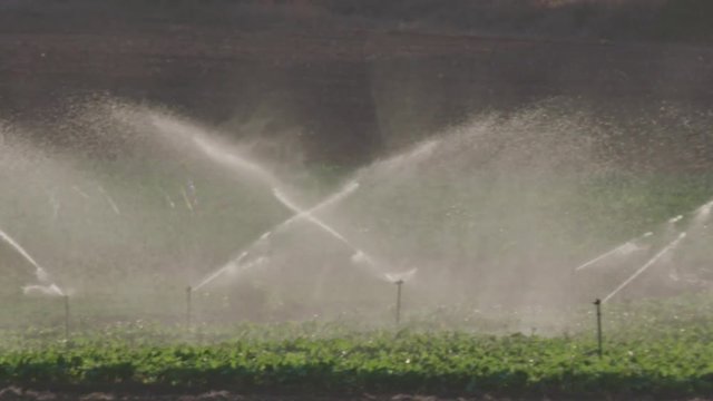 Slow motion of many impact sprinklers irrigating a field during sunset