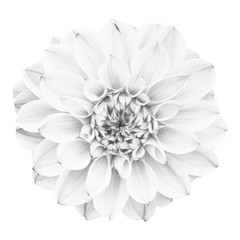 White flower isolated