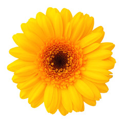 Yellow flower isolated.