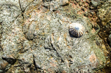 Sea Shell on Stone