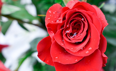 ONE BEAUTIFUL RED ROSE WITH DROPS OF WATER ON THE PETALS DUE TO THE DEW OF THE FRESH MORNING
