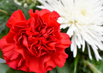 HOTIZONTAL PHOTO OF A CLOSEUP OF ONE COLORFUL RED CARNATION WITH ALL RED PETALS OPENED AND A WHITE FLOWER AT THE BACK OF THE PHOTO