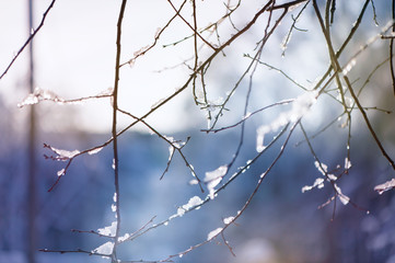 Fototapeta na wymiar blur winter background with snow on branches