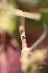 fotografias de insectos varios 