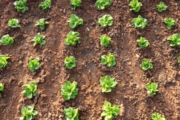 Rows of green lettuce growing  in garden. 