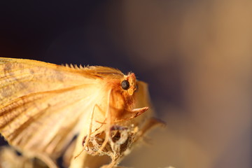 fotografias de insectos varios 