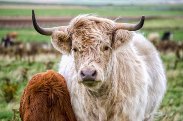 Portrait of a Highland Cow