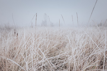 Fototapeta premium Beautiful cold autumn foggy morning landscape with frozen meadow and close up hoarfrost on the grass.
