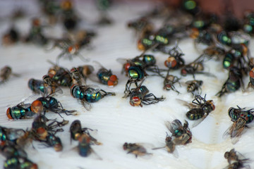 Group of Fly, housefly dead on sticky fly paper trap