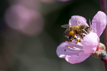 Bee and pink apricot flower Close up