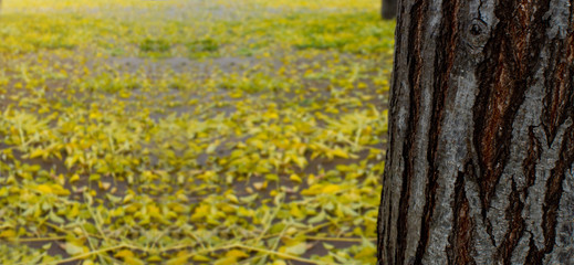 COLORFUL AUTUMN BACKGROUNDS. YELLOW LEAVES FALL FROM TREES TO GROUND
