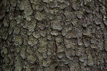 graphic wood texture