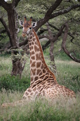 Curious Giraffe