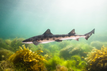 Leopard Shark or Triakis semifasciata swimming near the Channel Islands of the Pacific Ocean near Santa Barbara, Califonria.  Wild
