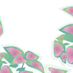 Fototapeta premium Vector Illustration. Poster with coleus. Background with modern home flowers and with place for text on white background