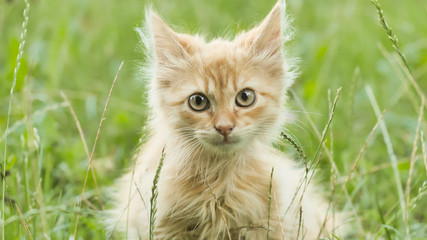 Naklejka na ściany i meble Red fluffy kitten on the green grass meows.