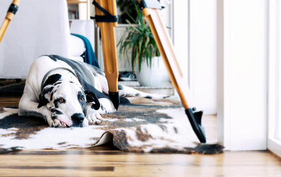 Harlequin Great Dane Dog On Animal Print Area Rug Under Tripod Looking Sad