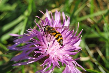 Hoverfly on purple centaurea flower in the meadow, closeup