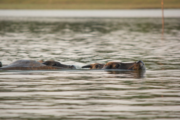 Thai swamp buffalo swimming in the lake.