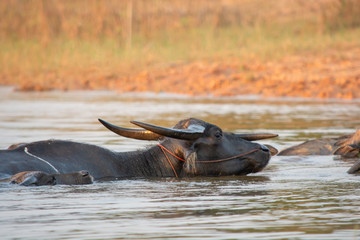 Thai swamp buffalo swimming in the lake.