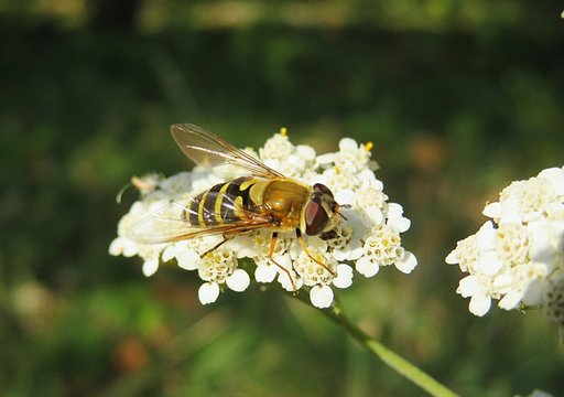 Hoverfly on yarrow flowers in the meadow, closeup 