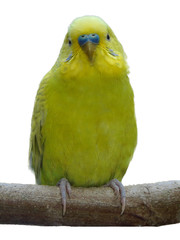 Parakeet isolated on white