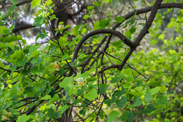Blossom of tulip tree (Liriodendron tulipifera)