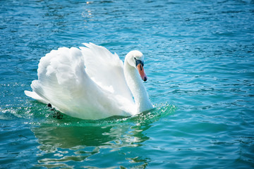 Biały łabędź na wodzie © Anna Mazur