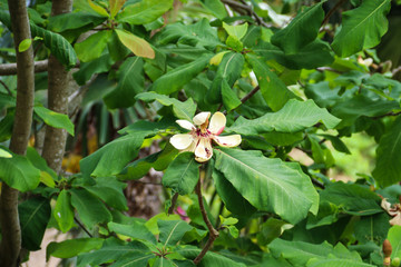 Beautiful flowers of Magnolia grandiflora (Southern Magnolia or Bull Bay)