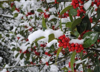 Agrifoglio con neve