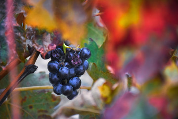 macro view of grapewines vinery in autumn in la rioja, spain