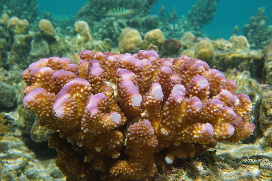 Pink coral under water, Pocillopora cauliflower coral, Pacific ocean, French Polynesia